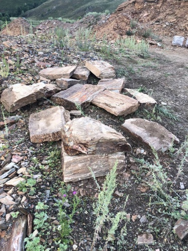 Плитняк кора дерева 50-100мм для пошаговых дорожек купить в Нягани